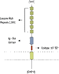 Anti-LINGO-1 (extracellular) Antibody