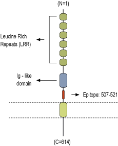 Anti-LINGO-1 (extracellular) Antibody