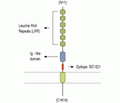 LINGO-1 (extracellular) Blocking Peptide