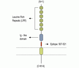 LINGO-1 (extracellular) Blocking Peptide