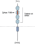 Anti-TROY (TNFRSF19) (extracellular) Antibody