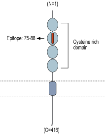 Anti-TROY (TNFRSF19) (extracellular) Antibody
