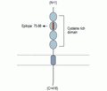 TROY/TNFRSF19 (extracellular) Blocking Peptide