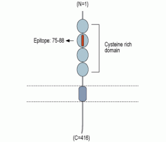 TROY/TNFRSF19 (extracellular) Blocking Peptide
