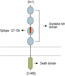 Anti-Human TNF Receptor I (extracellular) Antibody