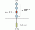 Human TNF Receptor I (extracellular) Blocking Peptide