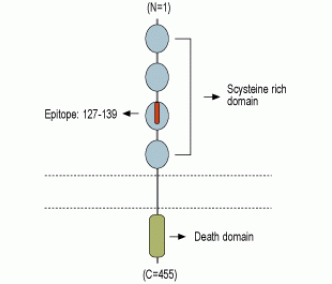 Human TNF Receptor I (extracellular) Blocking Peptide