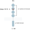 Anti-Human Tumor Necrosis Factor Receptor 2 (extracellular) Antibody