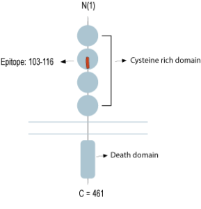 Anti-Human Tumor Necrosis Factor Receptor 2 (extracellular) Antibody
