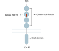 Human Tumor Necrosis Factor Receptor 2 (extracellular) Blocking Peptide