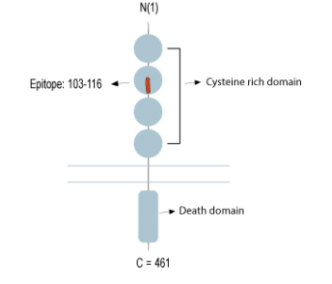 Human Tumor Necrosis Factor Receptor 2 (extracellular) Blocking Peptide