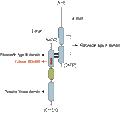 Anti-IGF1R (extracellular) Antibody