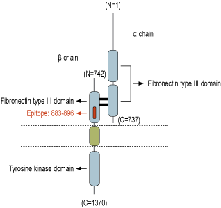 Anti-IGF1R (extracellular) Antibody