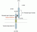 IGF1R (extracellular) Blocking Peptide