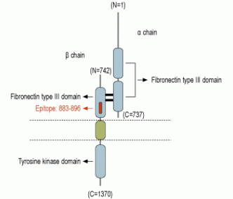 IGF1R (extracellular) Blocking Peptide