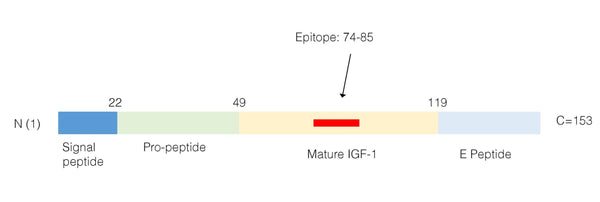Anti-IGF1 Antibody