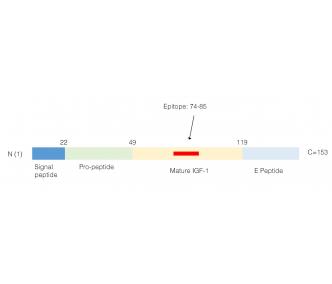 IGF1 Blocking Peptide