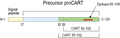 Anti-CART Antibody