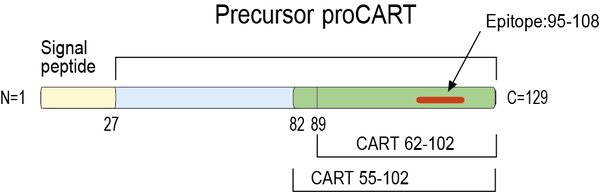 Anti-CART Antibody