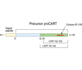 CART Blocking Peptide