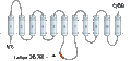 Anti-ENT1 (SLC29A1) Antibody