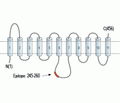ENT1/SLC29A1 Blocking Peptide