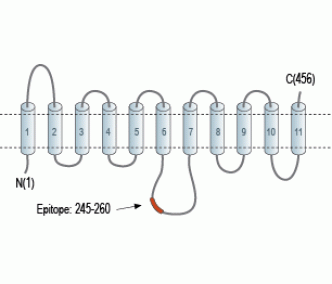ENT1/SLC29A1 Blocking Peptide