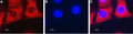 Anti-ENT2 (SLC29A2) Antibody