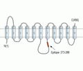 ENT2/SLC29A2 Blocking Peptide