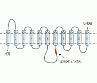 ENT2/SLC29A2 Blocking Peptide