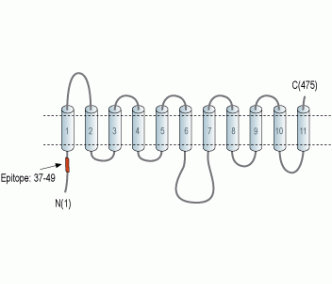 ENT3/SLC29A3 Blocking Peptide