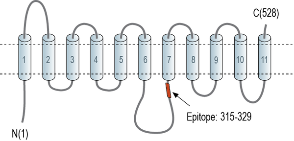 Anti-PMAT (SLC29A4) Antibody