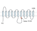 PMAT (SLC29A4) Blocking Peptide