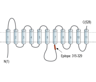 PMAT (SLC29A4) Blocking Peptide