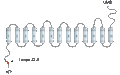 Anti-SLC28A1 (CNT1) Antibody