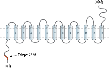 Anti-SLC28A1 (CNT1) Antibody