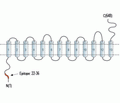 SLC28A1/CNT1 Blocking Peptide