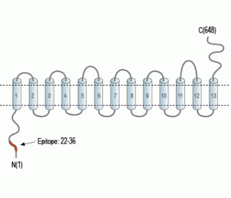 SLC28A1/CNT1 Blocking Peptide