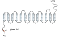 Anti-SLC28A2 (CNT2) Antibody