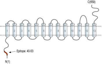 Anti-SLC28A2 (CNT2) Antibody