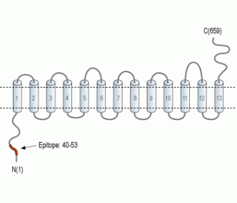 SLC28A2/CNT2 Blocking Peptide