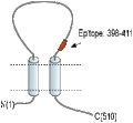Anti-CD39 (extracellular) Antibody