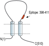 Anti-CD39 (extracellular) Antibody