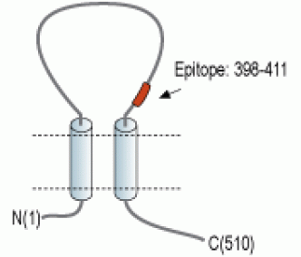 CD39 (extracellular) Blocking Peptide