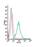 Anti-CD73 (extracellular)-FITC Antibody