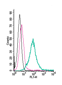 Anti-CD73 (extracellular)-FITC Antibody