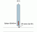 CD73 (extracellular) Blocking Peptide