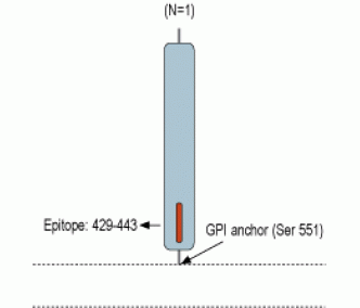 CD73 (extracellular) Blocking Peptide