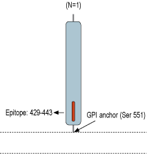 Anti-CD73 (extracellular) Antibody