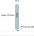 Anti-CD157/BST1 (extracellular) Antibody